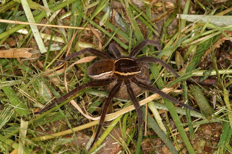 Dolomedes_fimbriatus_D5088_Z_90_Canal du Nivernais_Frankrijk.jpg